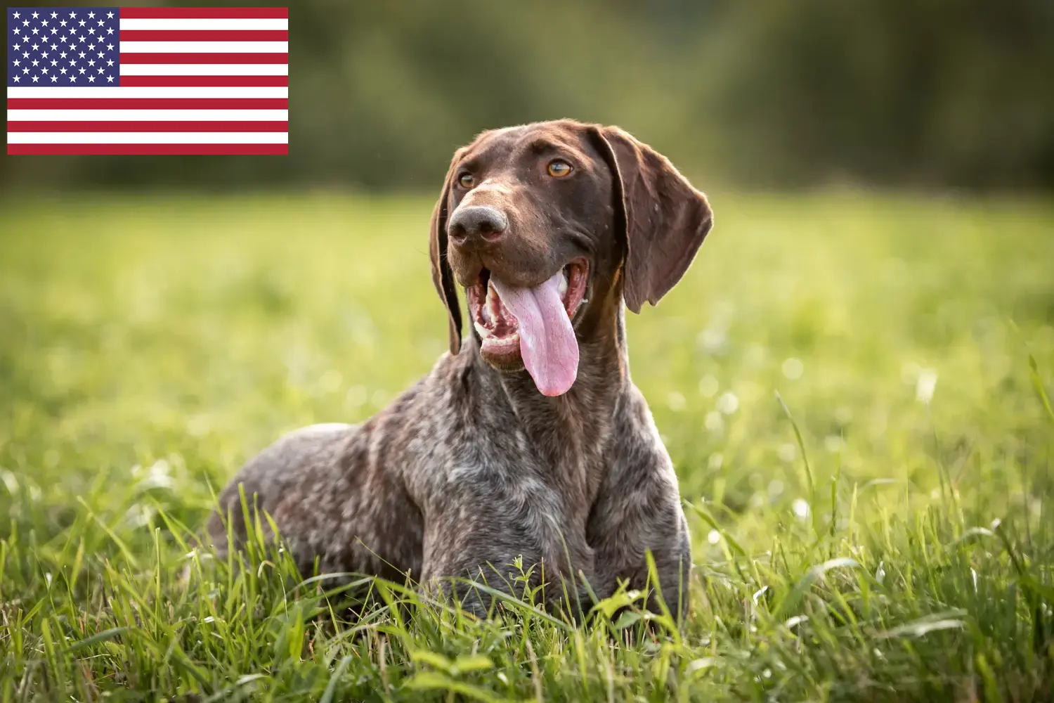Deutsch Kurzhaar Welpen und Züchter USA Hier findest Du Deutsch Kurzhaar Züchter in den USA.