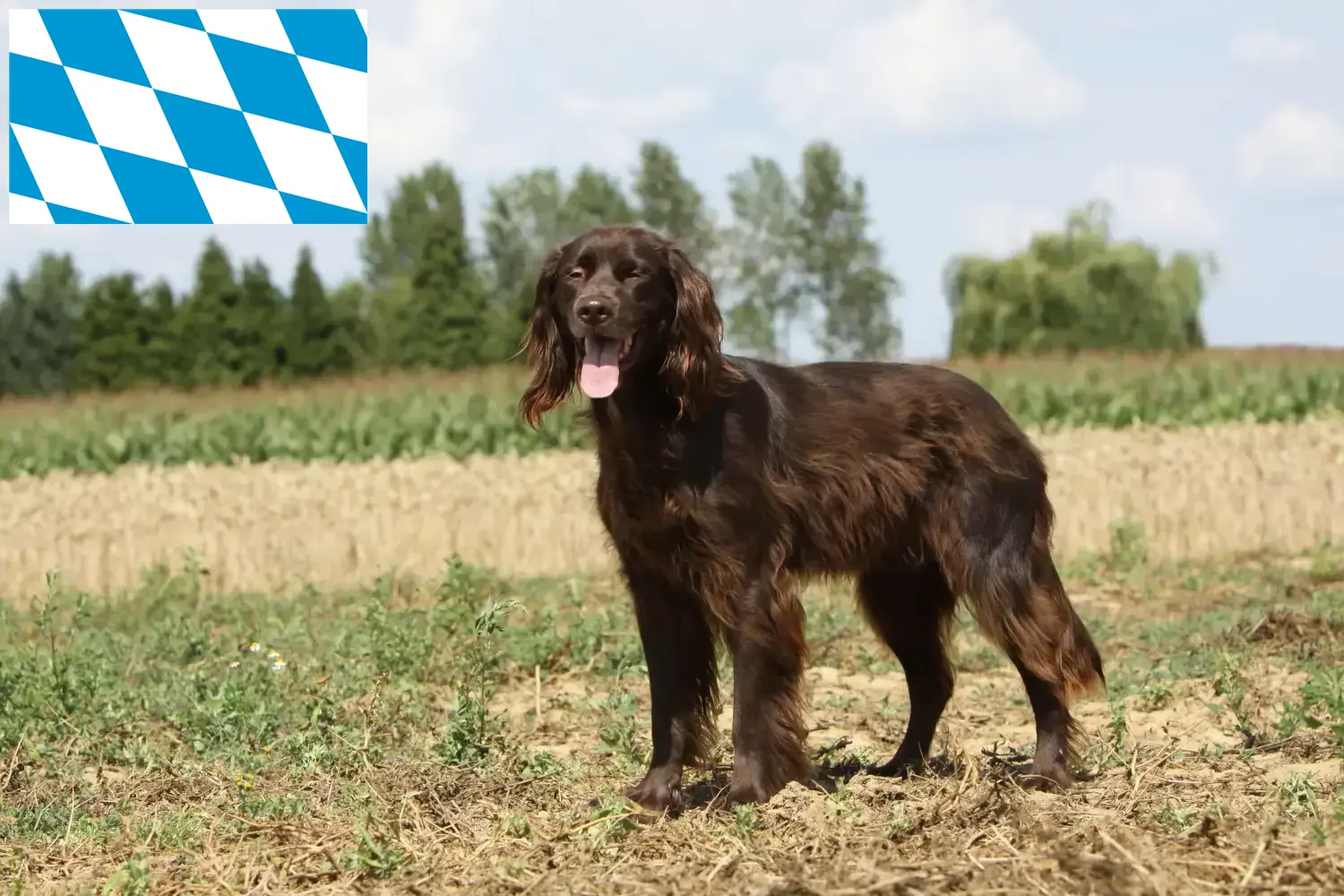 Deutsch Langhaar Welpen und Züchter Bayern Hier findest Du Deutsch Langhaar Züchter in Bayern.