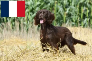 Read more about the article Deutsch Langhaar Züchter und Welpen in Frankreich