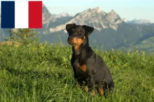 Read more about the article Deutscher Jagdterrier Züchter und Welpen in Frankreich