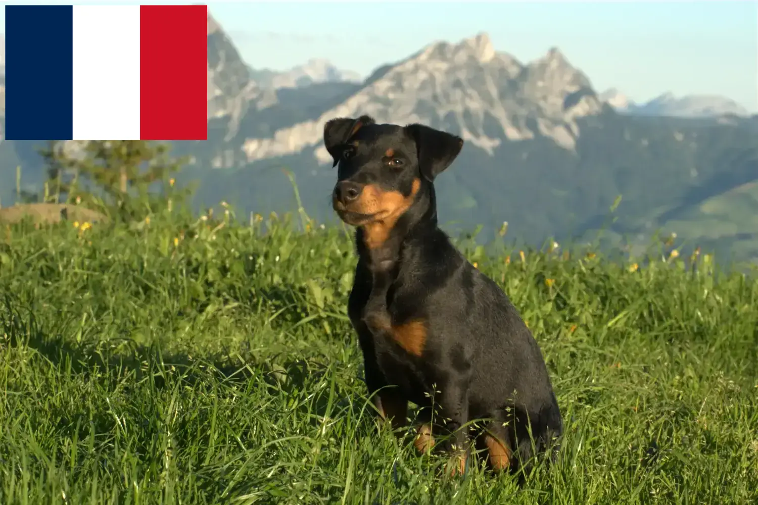 Deutscher Jagdterrier Welpen und Züchter Frankreich Hier findest Du Deutsche Jagdterrier Züchter in Frankreich.