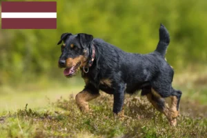 Read more about the article Deutscher Jagdterrier Züchter und Welpen in Lettland