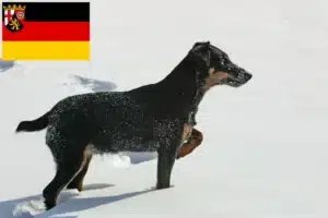 Read more about the article Deutscher Jagdterrier Züchter und Welpen in Rheinland-Pfalz