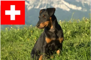 Read more about the article Deutscher Jagdterrier Züchter und Welpen in der Schweiz