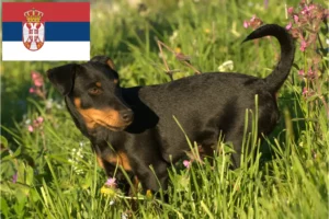 Read more about the article Deutscher Jagdterrier Züchter und Welpen in Serbien