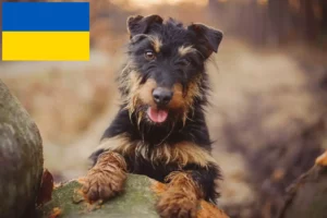 Read more about the article Deutscher Jagdterrier Züchter und Welpen in der Ukraine