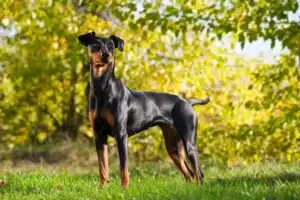 Read more about the article Deutscher Pinscher Züchter