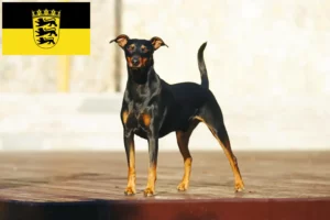 Read more about the article Deutscher Pinscher Züchter und Welpen in Baden-Württemberg