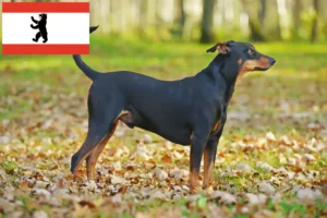 Read more about the article Deutscher Pinscher Züchter und Welpen in Berlin