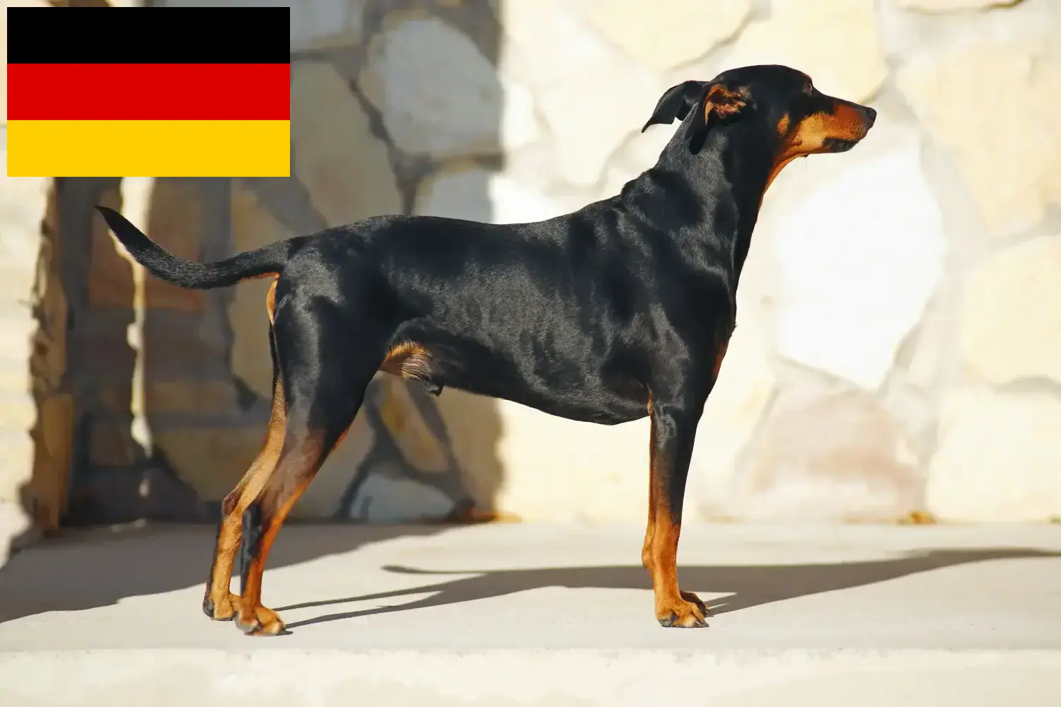 Deutscher Pinscher Welpen und Züchter Deutschland Hier findest Du Deutsche Pinscher Züchter in Deutschland.