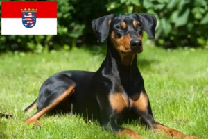 Read more about the article Deutscher Pinscher Züchter und Welpen in Hessen