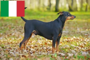 Read more about the article Deutscher Pinscher Züchter und Welpen in Italien