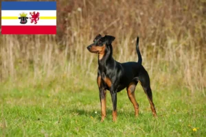 Read more about the article Deutscher Pinscher Züchter und Welpen in Mecklenburg-Vorpommern