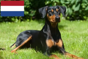 Mehr über den Artikel erfahren Deutscher Pinscher Züchter und Welpen in den Niederlanden