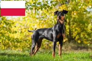 Mehr über den Artikel erfahren Deutscher Pinscher Züchter und Welpen in Polen
