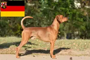 Read more about the article Deutscher Pinscher Züchter und Welpen in Rheinland-Pfalz