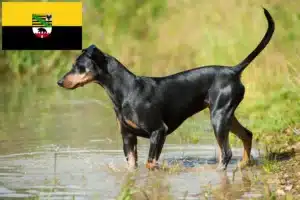 Read more about the article Deutscher Pinscher Züchter und Welpen in Sachsen-Anhalt