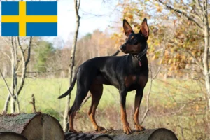 Read more about the article Deutscher Pinscher Züchter und Welpen in Schweden