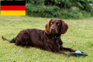 Mehr über den Artikel erfahren Deutscher Wachtelhund Züchter und Welpen in Deutschland