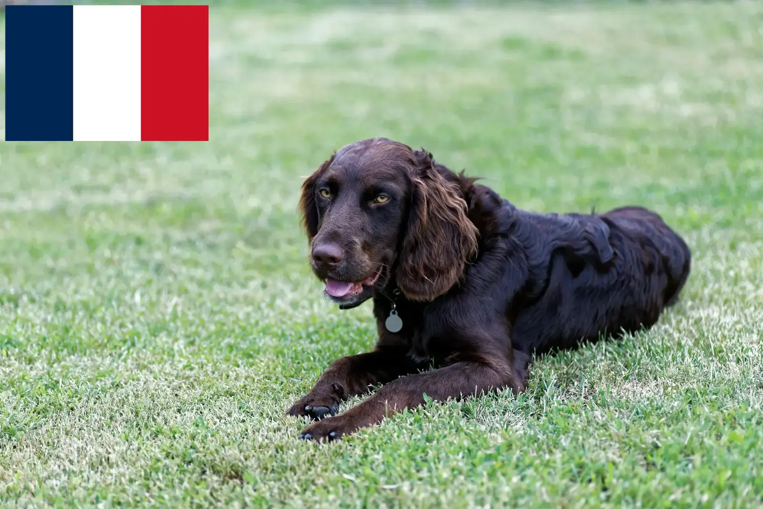 Deutscher Wachtelhund Welpen und Züchter Frankreich Hier findest Du Deutsche Wachtelhunde Züchter in Frankreich.