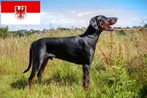 Read more about the article Dobermann Züchter und Welpen in Brandenburg