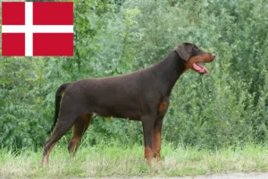 Read more about the article Dobermann Züchter und Welpen in Dänemark