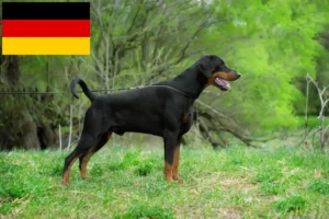 Read more about the article Dobermann Züchter und Welpen in Deutschland