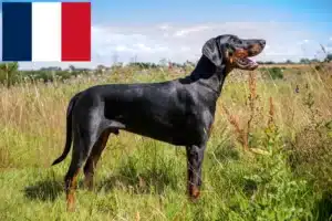 Read more about the article Dobermann Züchter und Welpen in Frankreich