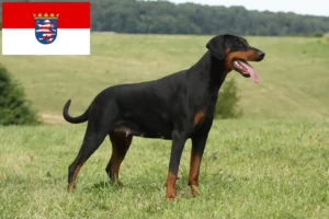 Read more about the article Dobermann Züchter und Welpen in Hessen