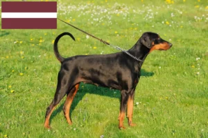 Read more about the article Dobermann Züchter und Welpen in Lettland