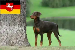 Read more about the article Dobermann Züchter und Welpen in Niedersachsen