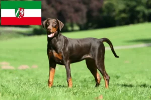 Read more about the article Dobermann Züchter und Welpen in Nordrhein-Westfalen