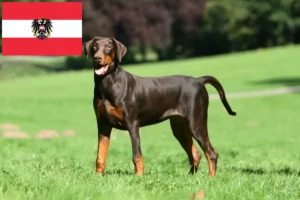 Read more about the article Dobermann Züchter und Welpen in Österreich