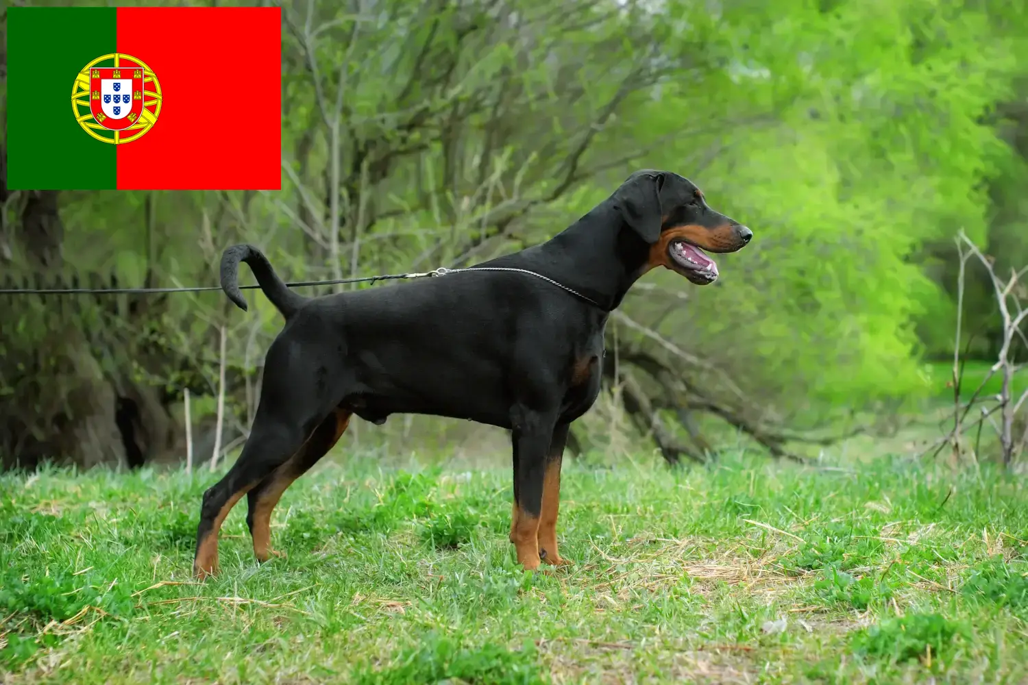 Dobermann Welpen und Züchter Portugal Hier findest Du Dobermänner Züchter in Portugal.