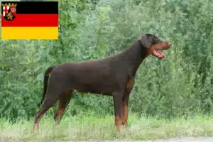 Read more about the article Dobermann Züchter und Welpen in Rheinland-Pfalz