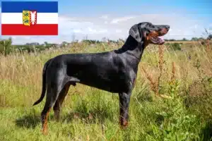 Read more about the article Dobermann Züchter und Welpen in Schleswig-Holstein