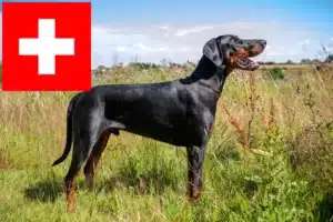 Read more about the article Dobermann Züchter und Welpen in der Schweiz