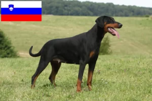 Read more about the article Dobermann Züchter und Welpen in Slowenien