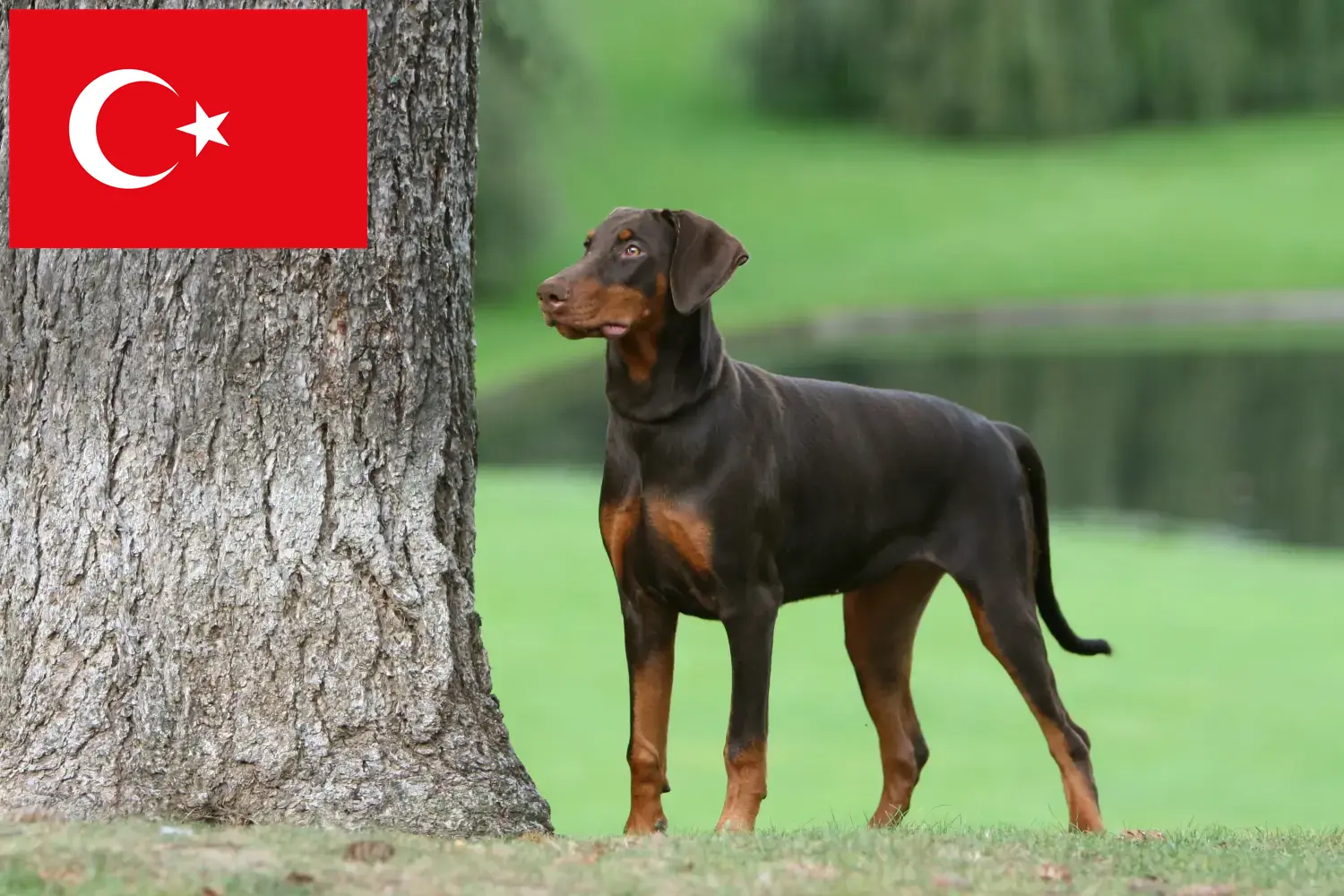 Dobermann Welpen und Züchter Türkei Hier findest Du Dobermänner Züchter in der Türkei.