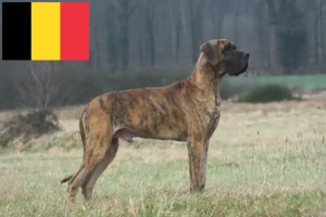 Read more about the article Dogge Züchter und Welpen in Belgien