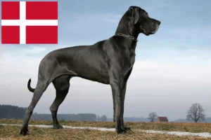 Read more about the article Dogge Züchter und Welpen in Dänemark