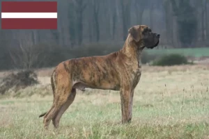 Read more about the article Dogge Züchter und Welpen in Lettland