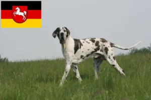 Read more about the article Dogge Züchter und Welpen in Niedersachsen