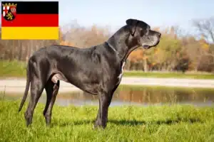Mehr über den Artikel erfahren Dogge Züchter und Welpen in Rheinland-Pfalz