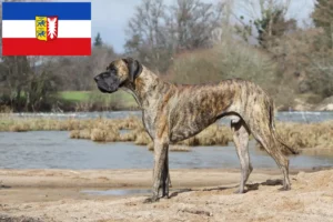 Read more about the article Dogge Züchter und Welpen in Schleswig-Holstein