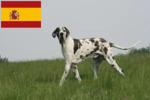 Read more about the article Dogge Züchter und Welpen in Spanien