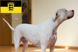 Read more about the article Dogo Argentino Züchter und Welpen in Baden-Württemberg