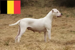 Read more about the article Dogo Argentino Züchter und Welpen in Belgien