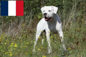 Read more about the article Dogo Argentino Züchter und Welpen in Frankreich