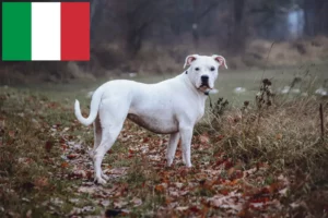 Mehr über den Artikel erfahren Dogo Argentino Züchter und Welpen in Italien